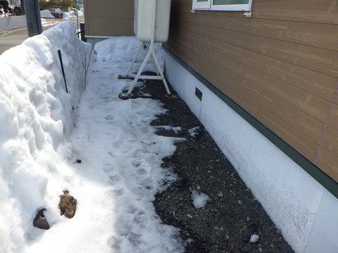 雪割りしておきました