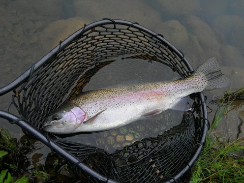 この魚は50cmくらいあった!