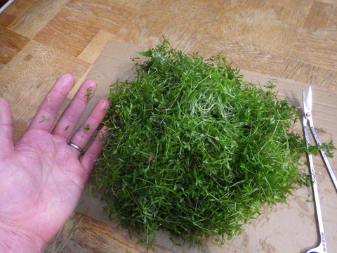 山盛り、キャベツぐらいありますよ(;^ω^)