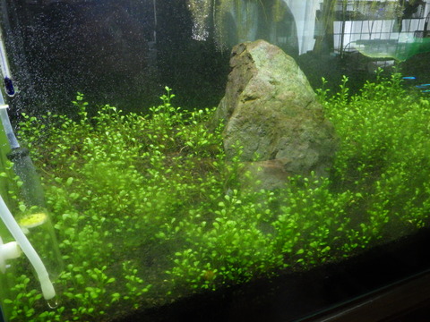 ボウボウになってきた？