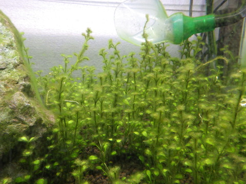 苔のみがむしていく