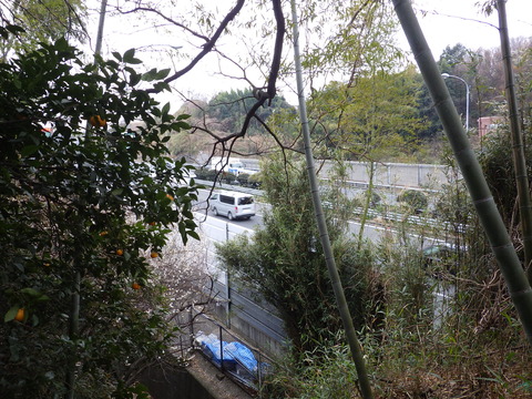 すぐ横に第三京浜高速道路、そしてみかん・・・