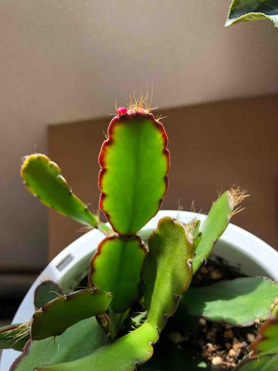 シャコバサボテンに花芽あり 生まれ変わっても花を育てたい