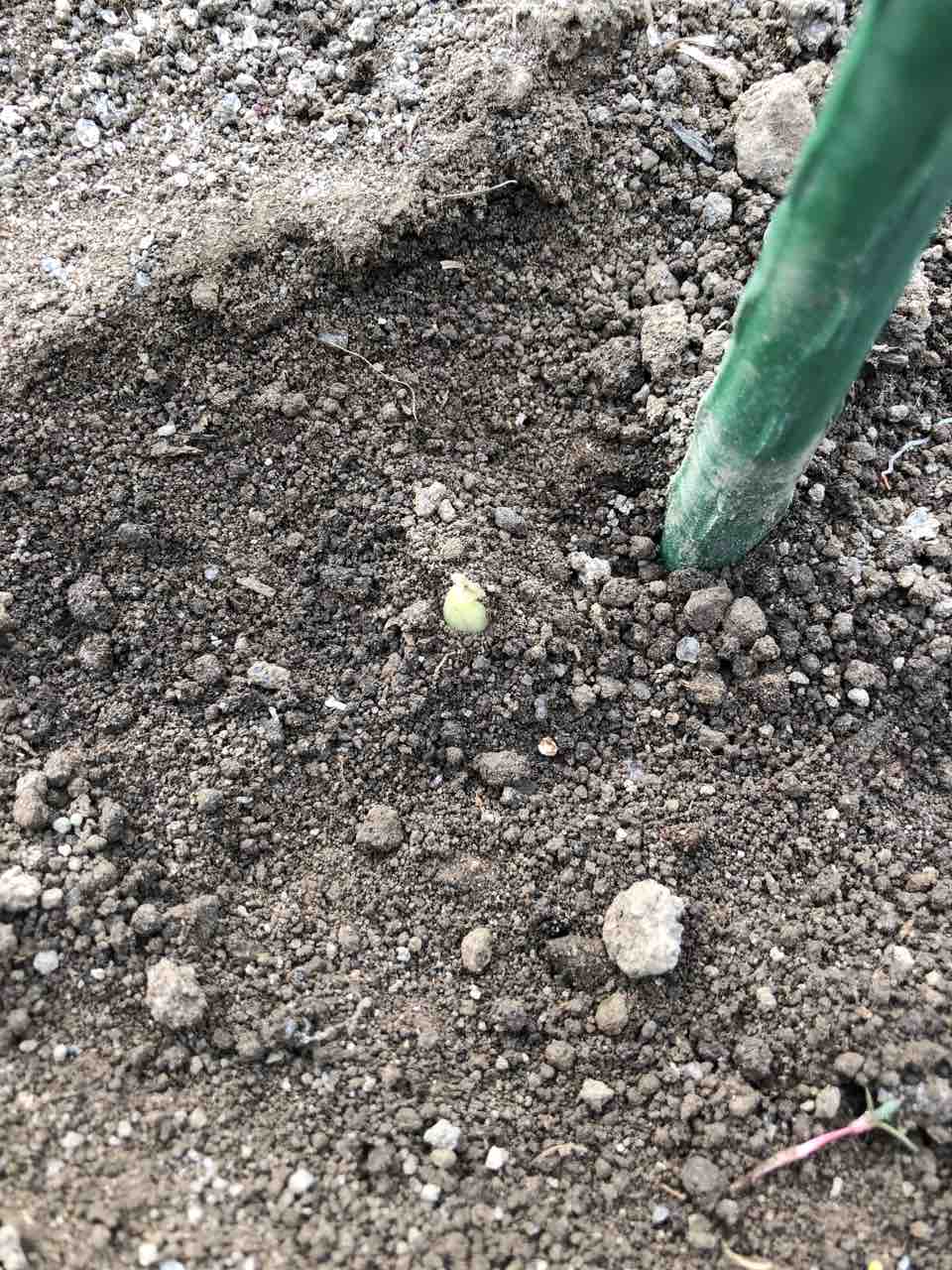 ダリアの発芽をチェック 生まれ変わっても花を育てたい