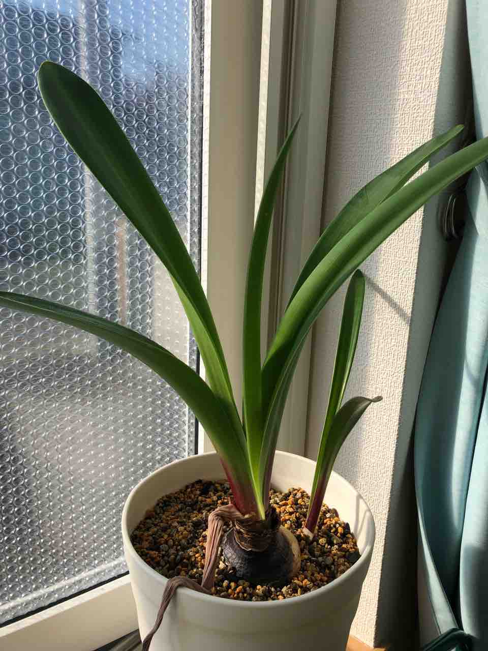 葉は枯れるまで残しておく が鉄則 生まれ変わっても花を育てたい