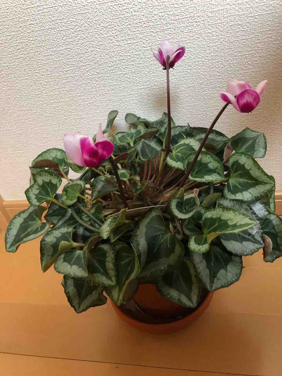 シクラメン 花後 １ヶ月経過 生まれ変わっても花を育てたい