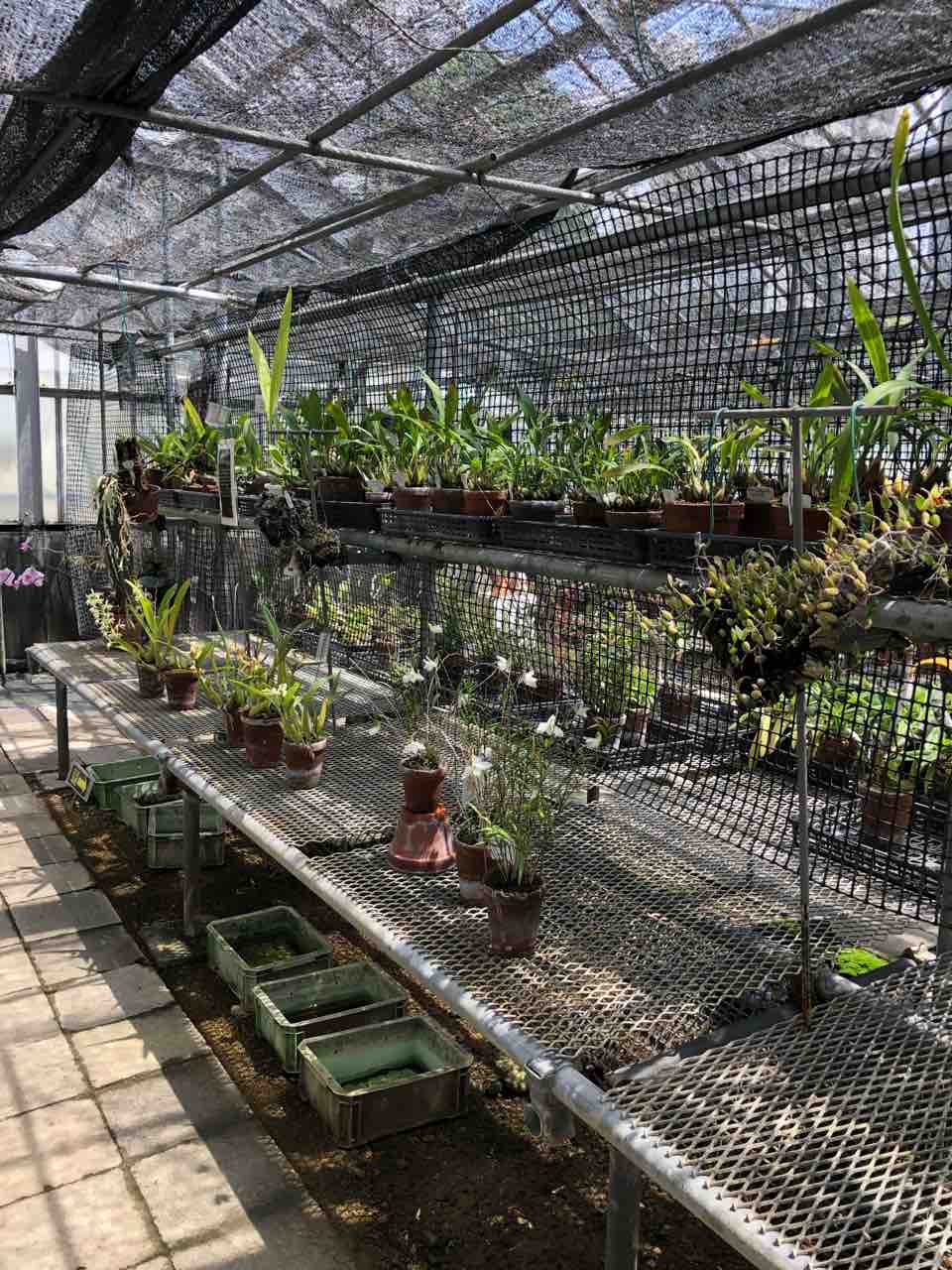 北大の植物園へ 生まれ変わっても花を育てたい