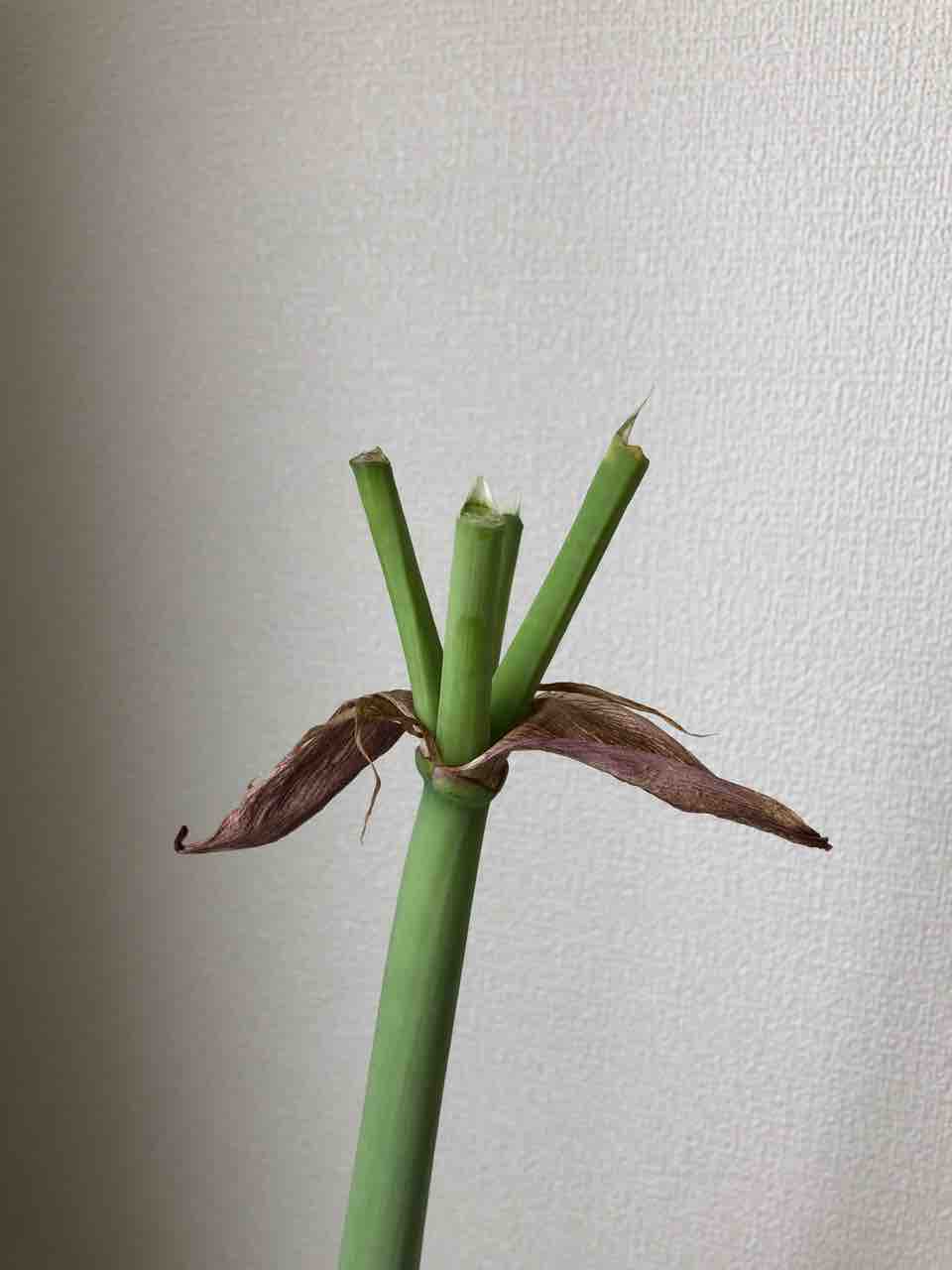 葉は枯れるまで残しておく が鉄則 生まれ変わっても花を育てたい
