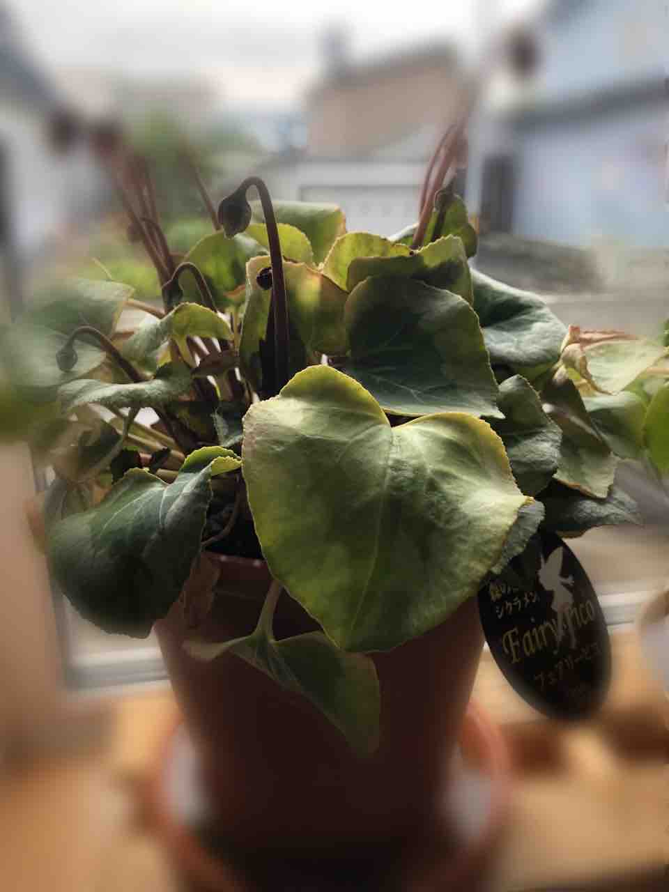 シクラメンの植替え 生まれ変わっても花を育てたい