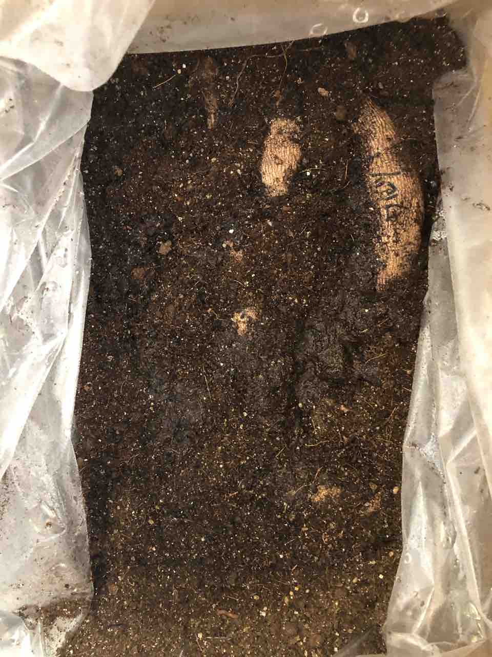 ダリアの球根チェック 球根の保管方法 生まれ変わっても花を育てたい ダリアの球根チェック 球根の保管方法 生まれ変わっても花を育てたい