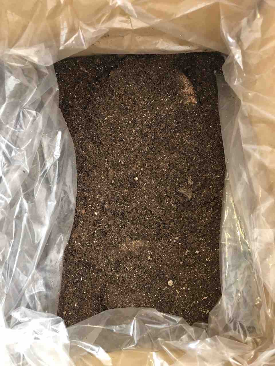 ダリアの球根チェック 球根の保管方法 生まれ変わっても花を育てたい ダリアの球根チェック 球根の保管方法 生まれ変わっても花を育てたい