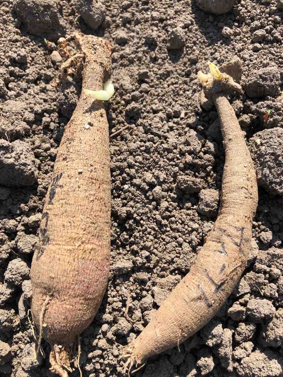 ダリアの発芽をチェック 生まれ変わっても花を育てたい