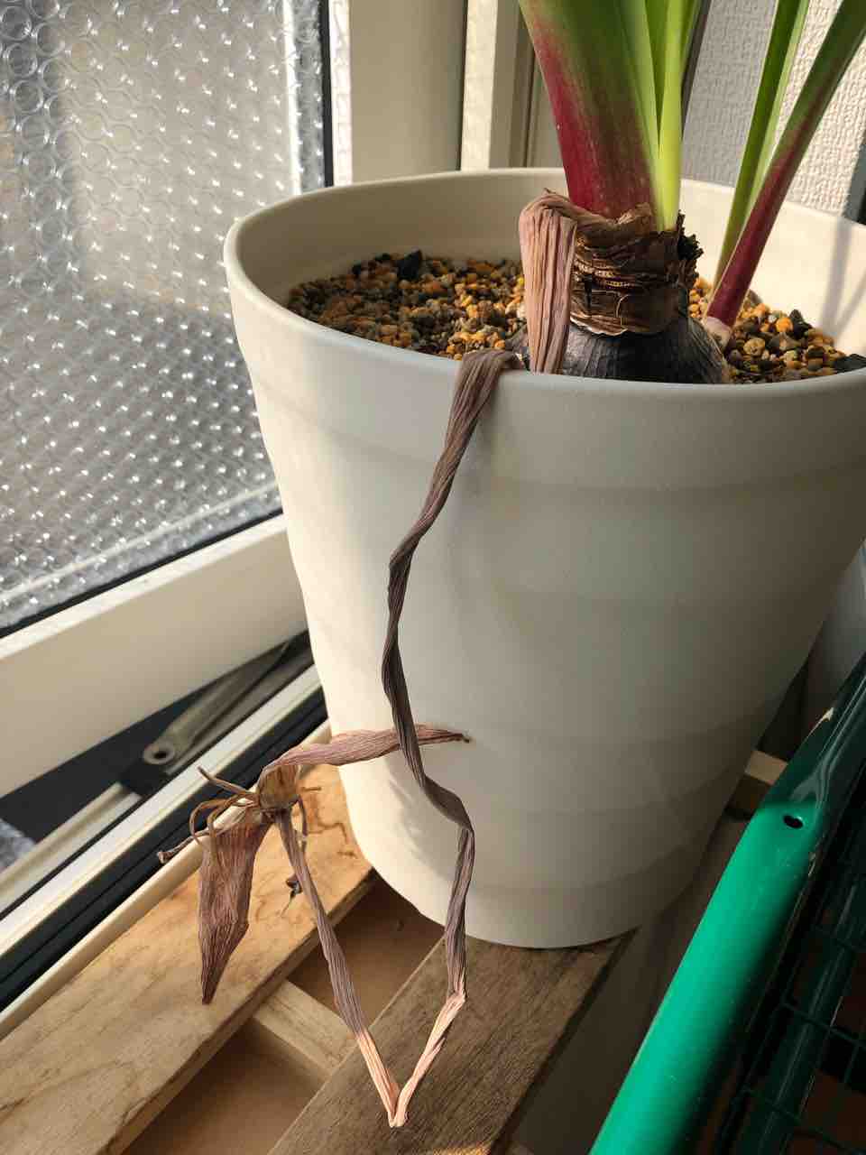 葉は枯れるまで残しておく が鉄則 生まれ変わっても花を育てたい