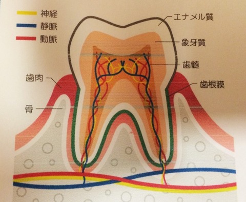 歯の神経の役割~歯の神経を取るってどういうこと? : 鎌倉市 グリーン歯科 スタッフブログ