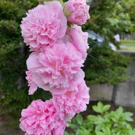 コケコッコ花でも わんこの写真と気ままな日記 コケコッコ花でも わんこの写真と気ままな日記