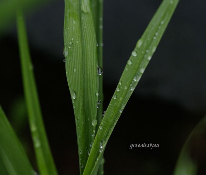 _IGP3652