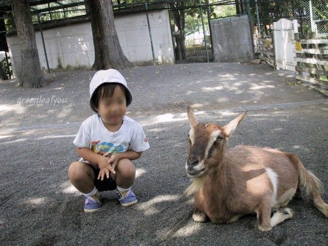動物園駿山羊22