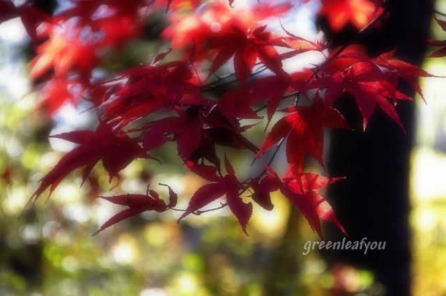 momiji1
