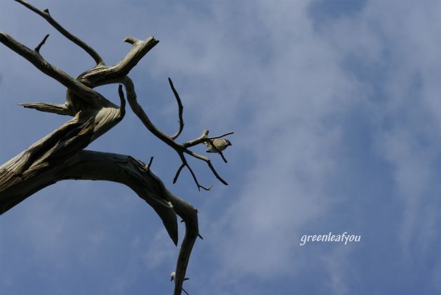 _IGP2170