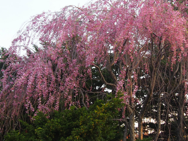P5040074