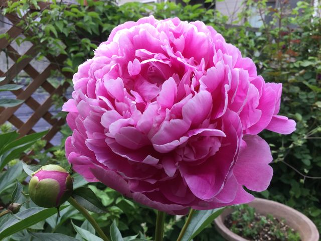 立てば芍薬 グリーンマーケット山崎