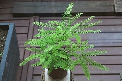 クジャクシダ 手抜きグリーンインテリア エクステリア 草もの盆栽 シダ盆栽 水草盆栽