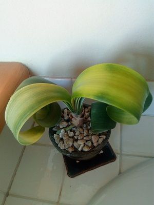 クンシラン 手抜きグリーンインテリア エクステリア 草もの盆栽 シダ盆栽 水草盆栽