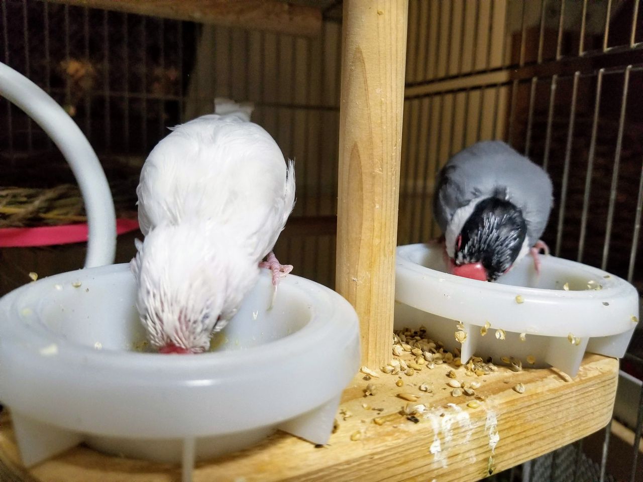 食欲旺盛の換羽期 グリーンパーク動物病院スタッフブログ