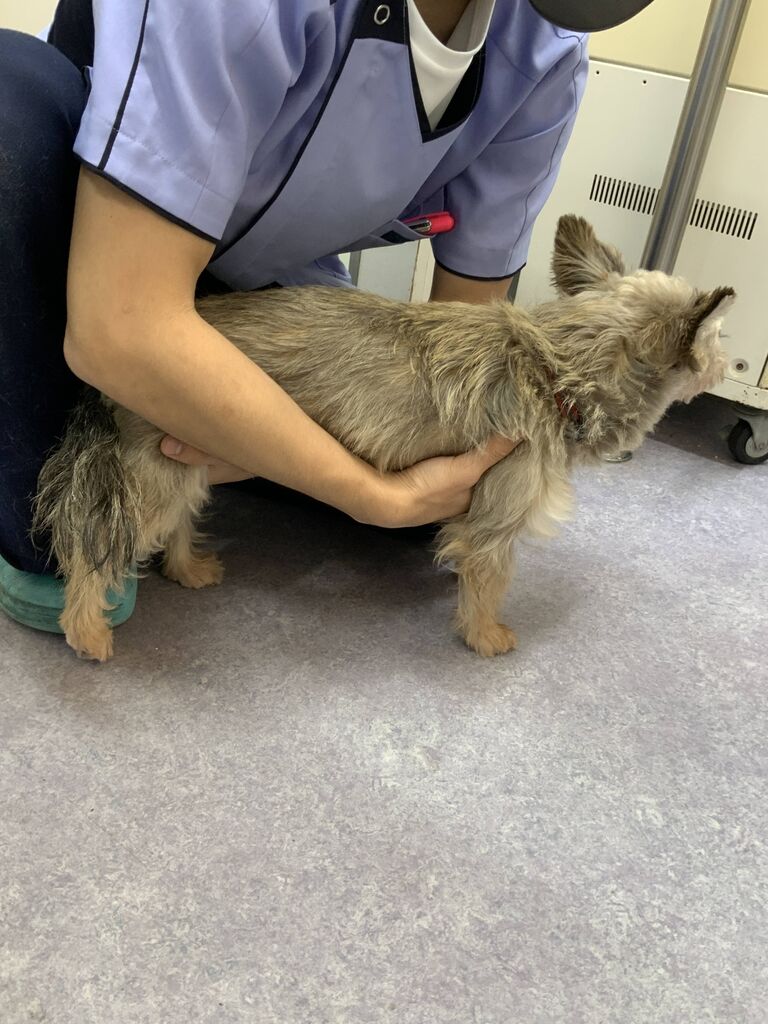 小型犬の抱っこの仕方 グリーンパーク動物病院スタッフブログ 小型犬の抱っこの仕方 グリーンパーク動物病院スタッフブログ