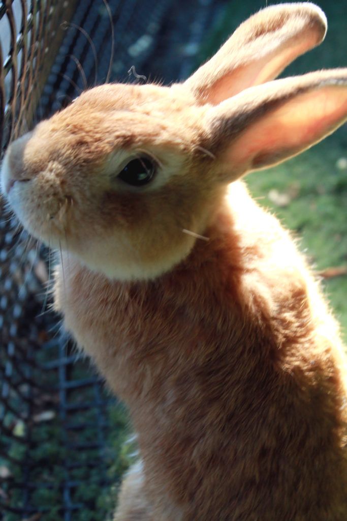 うさぎは水を飲むと死ぬって本当 グリーンパーク動物病院スタッフブログ うさぎは水を飲むと死ぬって本当 グリーンパーク動物病院スタッフブログ