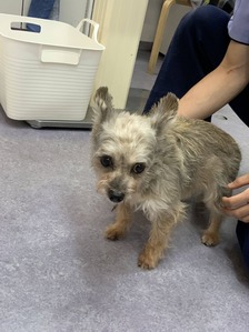 小型犬の抱っこの仕方 グリーンパーク動物病院スタッフブログ 小型犬の抱っこの仕方 グリーンパーク動物病院スタッフブログ