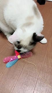 くろはな8