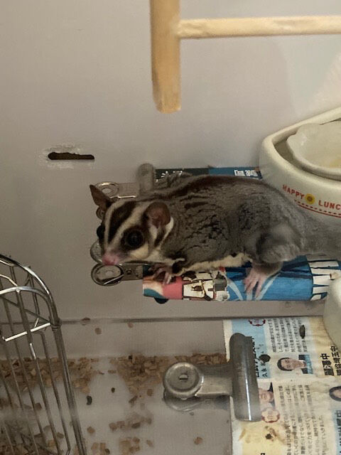 フクロモモンガ グリーンパーク動物病院スタッフブログ フクロモモンガ グリーンパーク動物病院スタッフブログ
