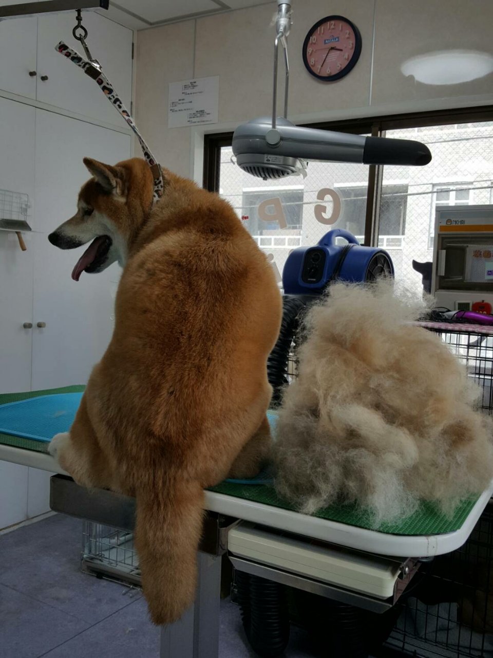 レーキングとは グリーンパーク動物病院スタッフブログ