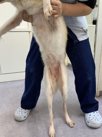 ふくちゃん皮膚