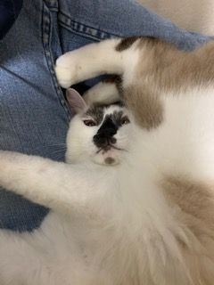 くろはな6