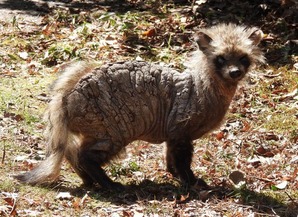 カイセンたぬき