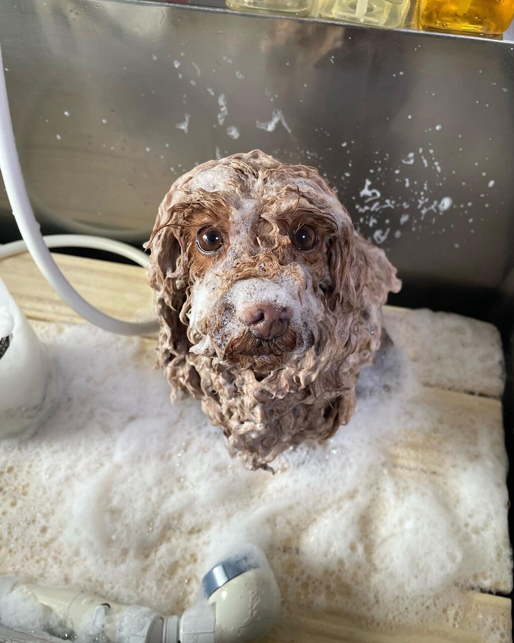 月1回の愛犬のカットを グリーンパーク動物病院スタッフブログ