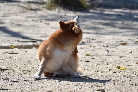かゆがる犬