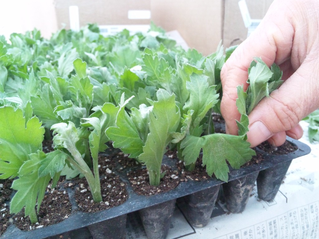 ぽかぽかハウスの中で菊の苗すくすく 農場日誌 会津野たより ぽかぽかハウスの中で菊の苗すくすく 農場日誌 会津野たより