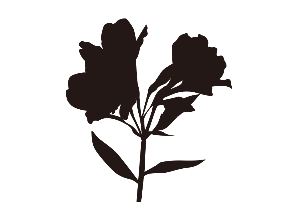 アルストロメリア Alstroemeria 商用可のフリー素材 Greensozai アルストロメリア Alstroemeria 商用可のフリー素材 Greensozai