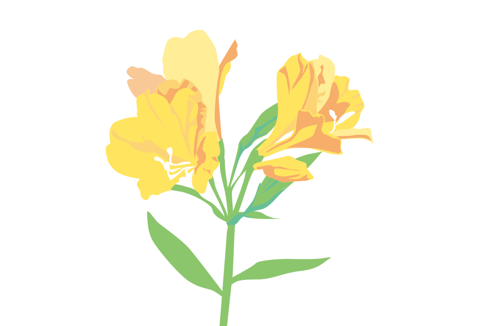 アルストロメリア Alstroemeria 商用可のフリー素材 Greensozai アルストロメリア Alstroemeria 商用可のフリー素材 Greensozai