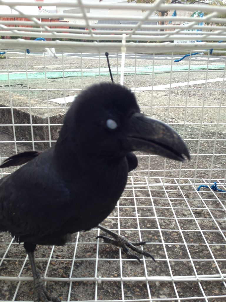 カラスの巣の撤去 はと捕獲専門 グリーンサポート