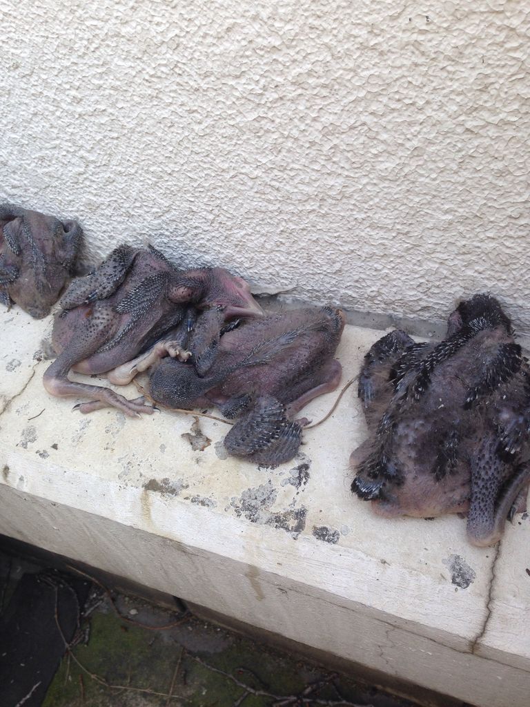 カラスの巣撤去 はと捕獲専門 グリーンサポート