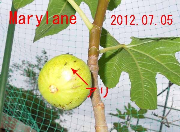 イチジク Mary Lane メアリーレーン 夏果収穫 木の実村の物語 イチジク Mary Lane メアリーレーン 夏果収穫 木の実村の物語