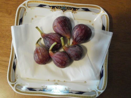 木の実村の物語