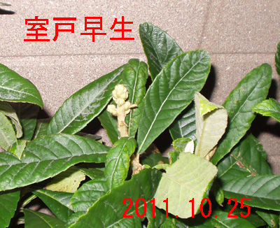 枇杷の花芽がつきました 木の実村の物語