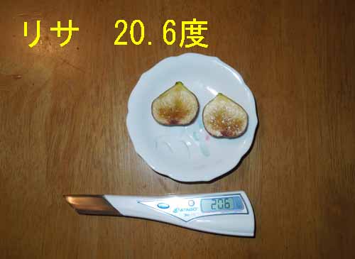 イチジク13品種の秋果について 木の実村の物語 イチジク13品種の秋果について 木の実村の物語