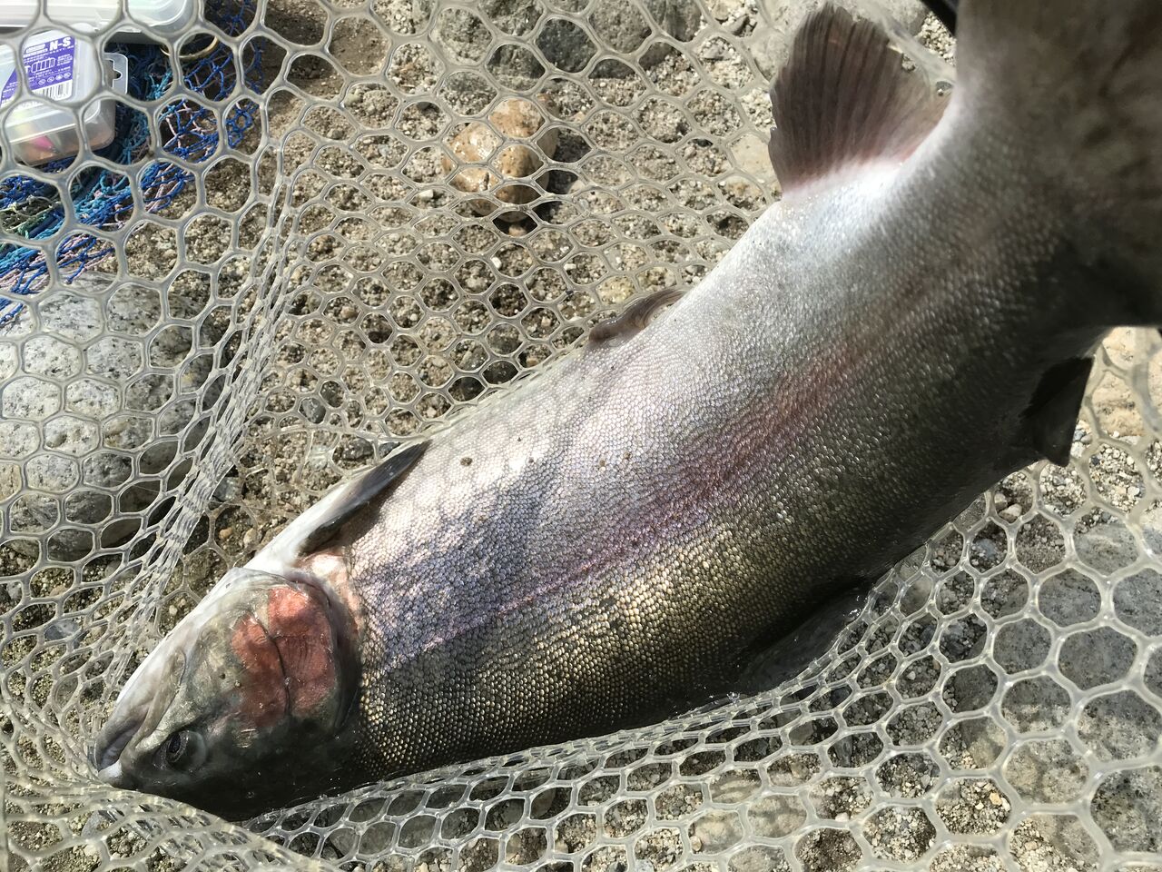 ミラクルヒット 赤身ドナルドソン ライトゲーム 想像力 妄想力