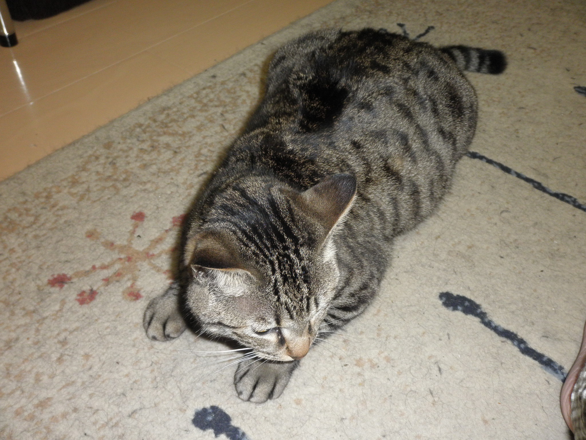 猫好き 猫嫌い Grenと小町な日々